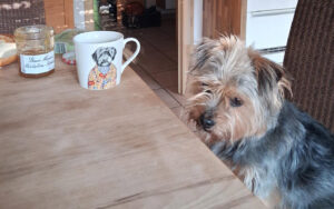 Hund am Tisch Tiere