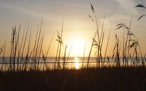Grashalme am Meer Feature Urlaub