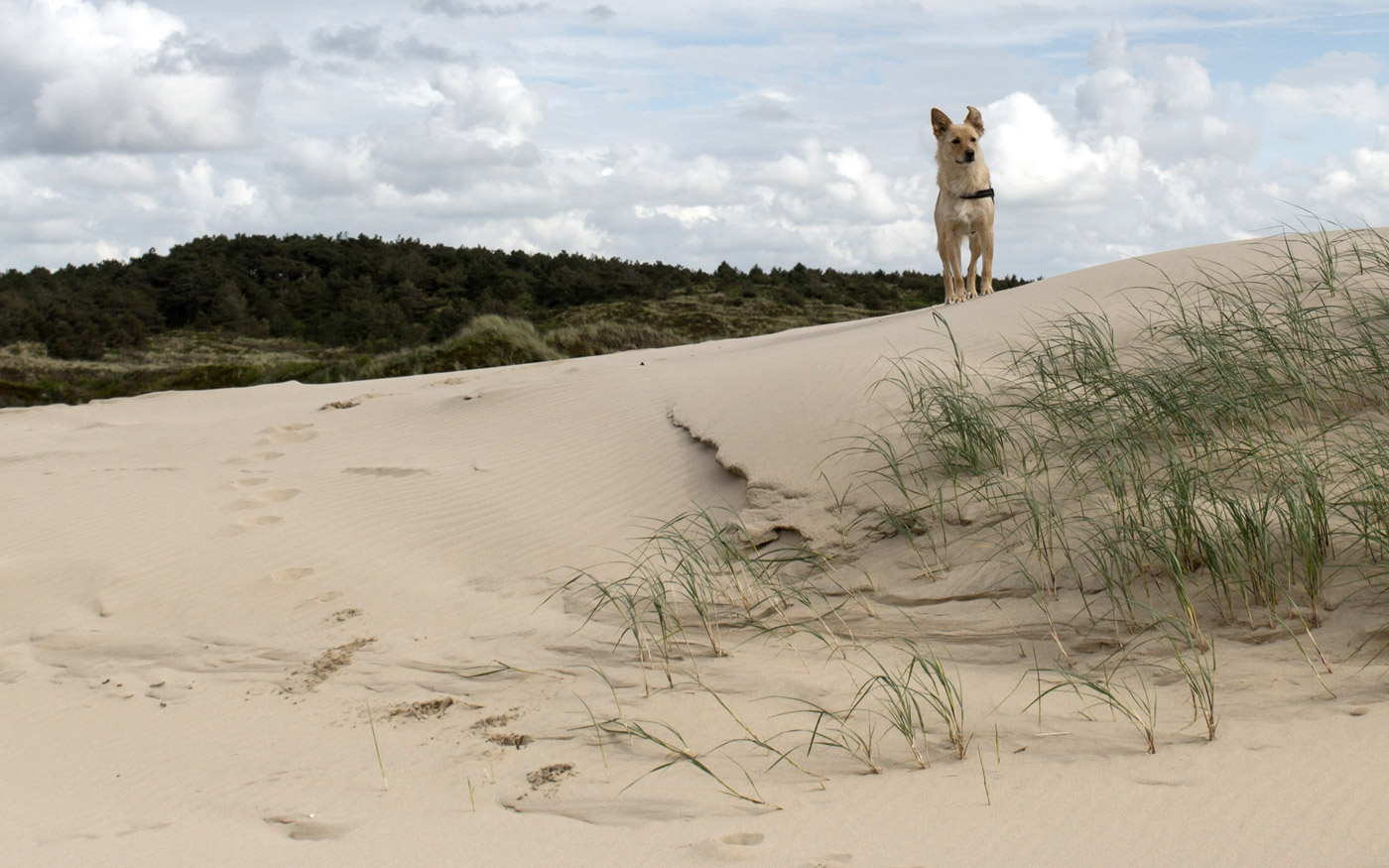 Hund am Strand in Holland / Niederlande
