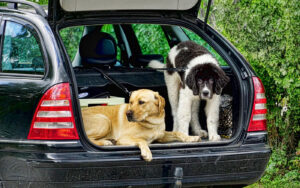 Hunde im Kofferraum eines Autos - Tiere